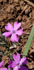 Phlox woodhousei