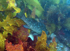 Aplodactylus lophodon