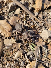 Calisoga longitarsis