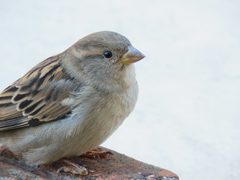 Passer domesticus