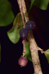 Sideroxylon persimile