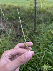 Rottboellia cochinchinensis