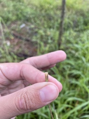 Rottboellia cochinchinensis