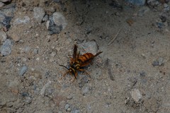 Paranthrene simulans