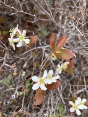 Amelanchier bartramiana