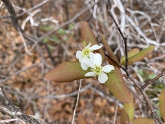 Amelanchier bartramiana