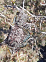 Malacosoma constricta