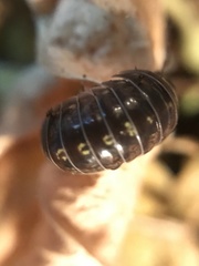 Armadillidium vulgare