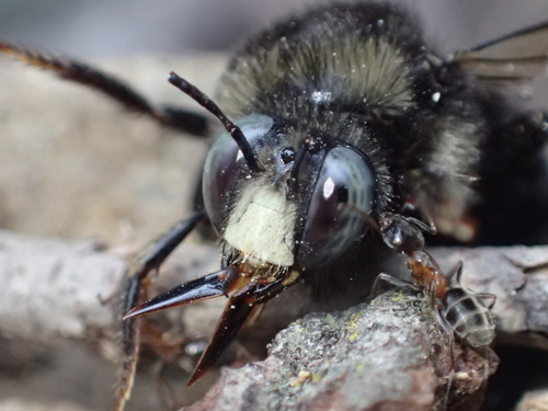 Horse-fly Carpenter Bee