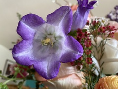 Helieae