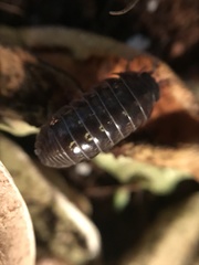 Armadillidium vulgare