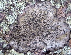 Buellia subdisciformis