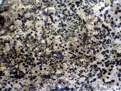 Buellia subdisciformis