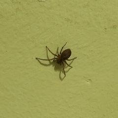 Araneae