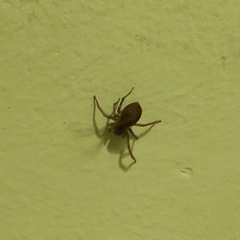 Araneae