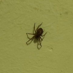 Araneae