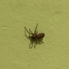 Araneae