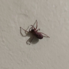 Araneae