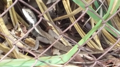 Lophognathus gilberti