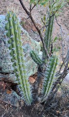 Harrisia tetracantha