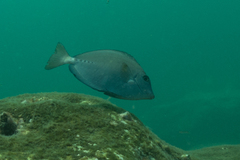 Prionurus microlepidotus