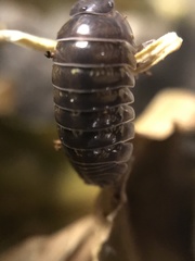 Armadillidium vulgare