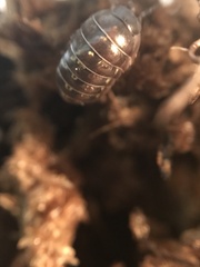 Armadillidium vulgare