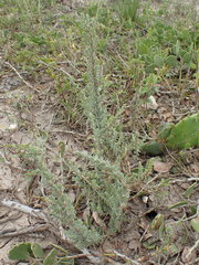 Atriplex matamorensis