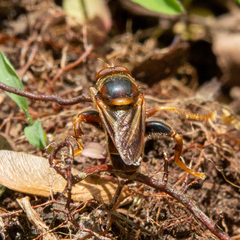 Teuchocnemis bacuntius