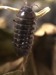 Armadillidium vulgare