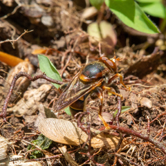 Teuchocnemis bacuntius