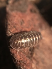 Armadillidium vulgare