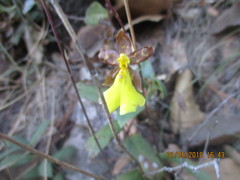 Oncidium graminifolium