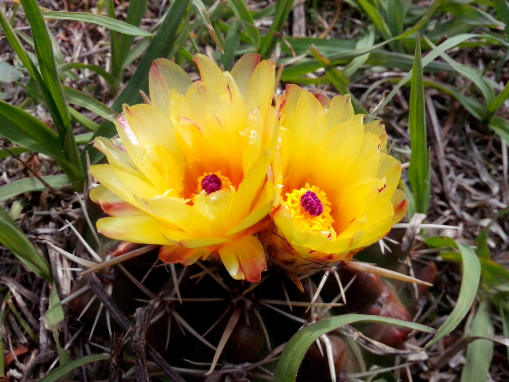 Parodia