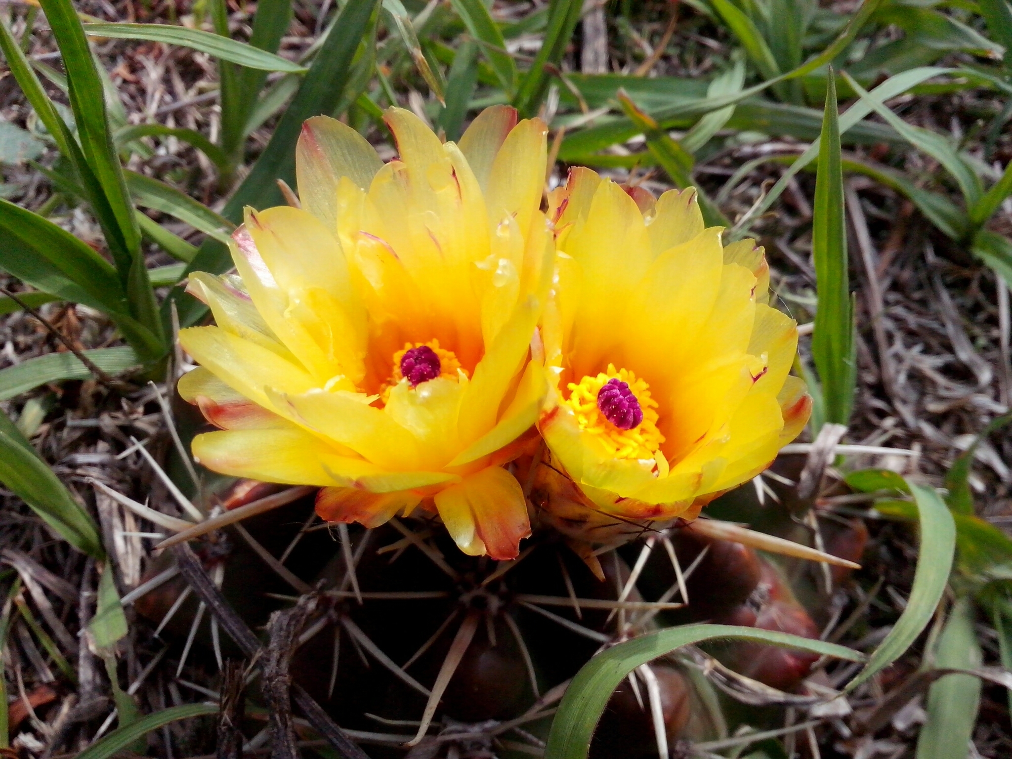 Parodia
