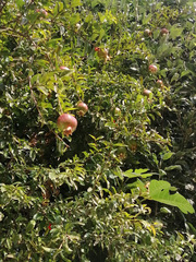 Punica granatum