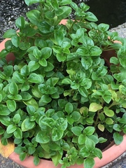 Alternanthera sissoo