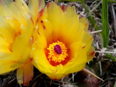 Parodia mammulosa