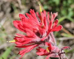 Castilleja subinclusa subinclusa