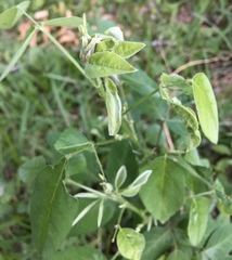 Desmodium tweedyi