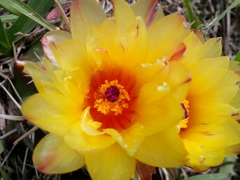 Parodia mammulosa