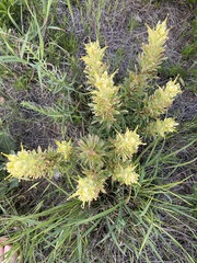 Castilleja sessiliflora