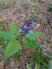 Scutellaria incana