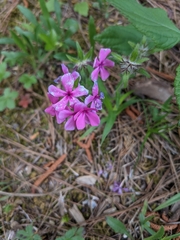 Phlox amoena