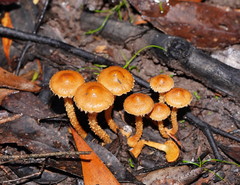 Pholiota squarrosipes