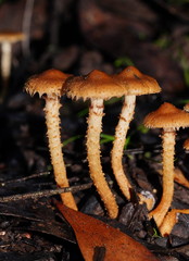 Pholiota squarrosipes