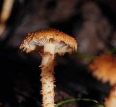 Pholiota squarrosipes