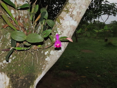 Cattleya violacea