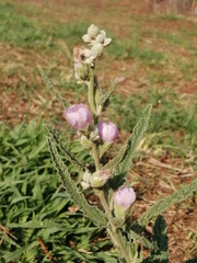 Magnoliopsida