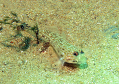 Istigobius hoesei